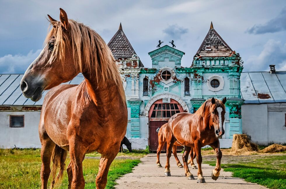 Для страницы Реклама и Спецпроекты. Анонс Фотопроекты - “今日俄罗斯”国际通讯社, 980